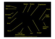 Körperbau-Stockente.pdf